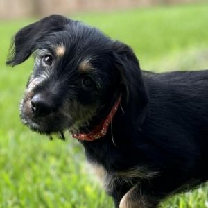 Tully was born in CAMOs care on 33024 She is a 7lb female Schnauzer mix and will come with a