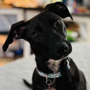 Meet Adeline Sage Addie is a 105 month old Dachshund mix weighing 184lbs who is full of life an