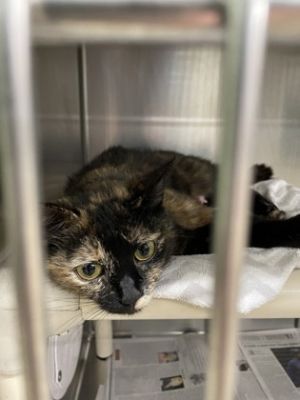 Peanut Buttet Jelly is a sweet and curious little Tortie girl Shes a little shy and would love a q