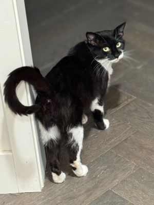 Nerine, Adult Female Domestic Short Hair