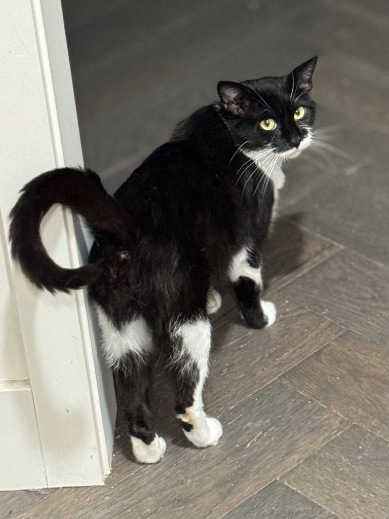 Nerine, an adoptable Domestic Short Hair in Brainardsville, NY, 12915 | Photo Image 1