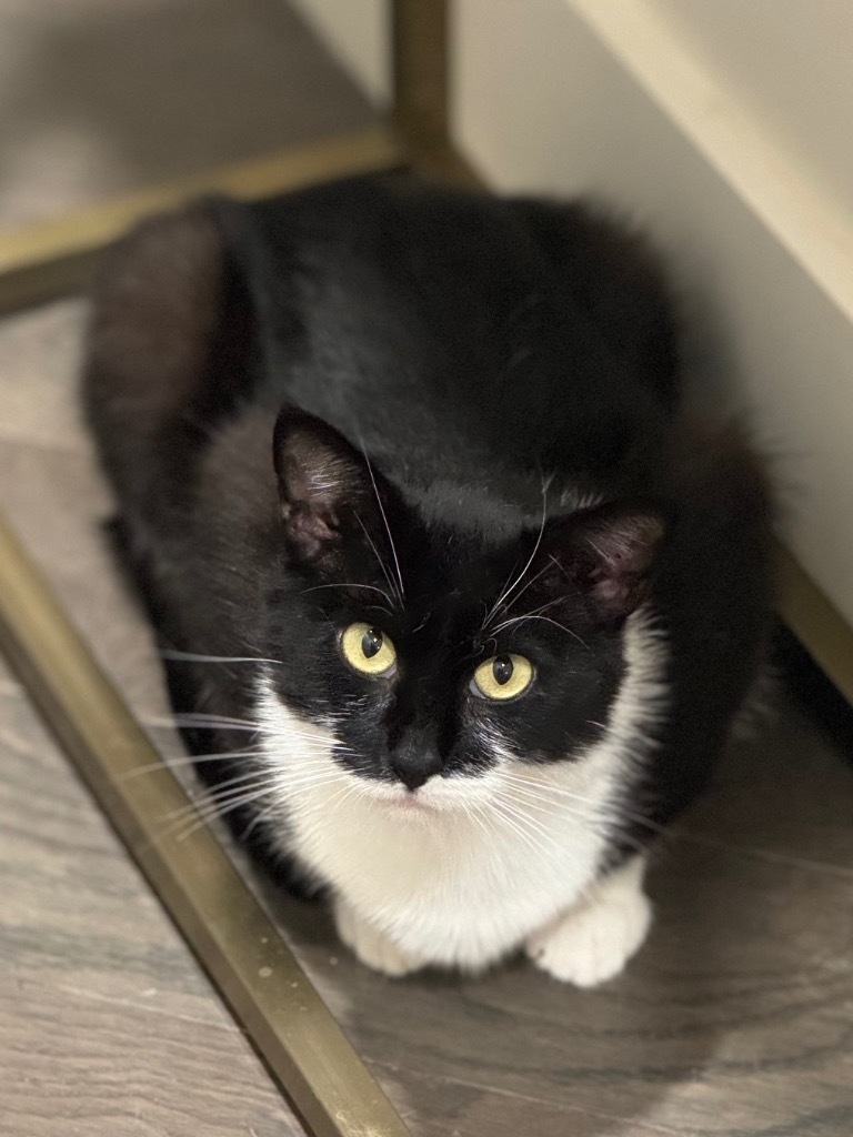 Nerine, an adoptable Domestic Short Hair in Brainardsville, NY, 12915 | Photo Image 2