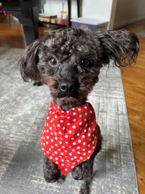 Animal Profile Percy is an estimated 3 year old 13 lb neutered male poodle terrier mixed breed who 