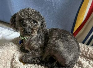 Percy Poodle Dog