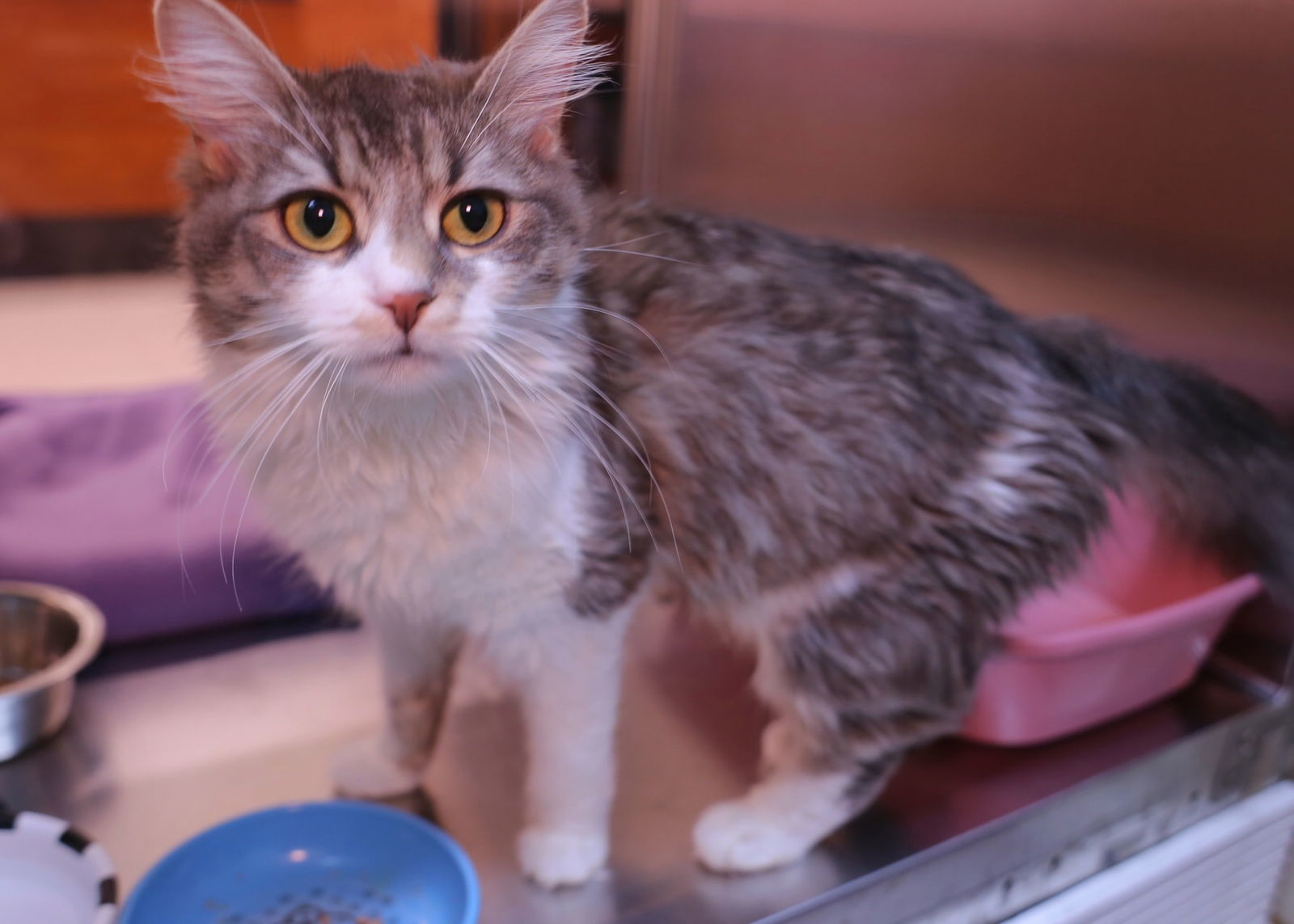 Bianca, an adoptable Domestic Long Hair in Salem, MA, 01970 | Photo Image 1