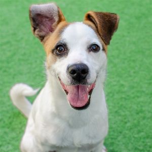 Hello friends my name is Guero Im a 10 month old 21lbs neutered male Jack Russell Terrier mix 