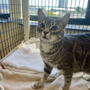Hi Im Charlotte Im a sweet but shy 1 year and 5 month old domestic short hair grey tabby spay