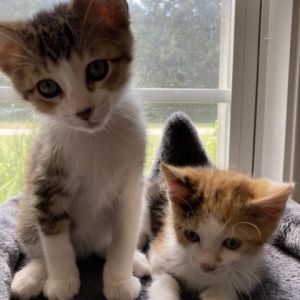 Meet Aiden and Ada a delightful duo of kittens who will win your heart in a heartbeat Their affect