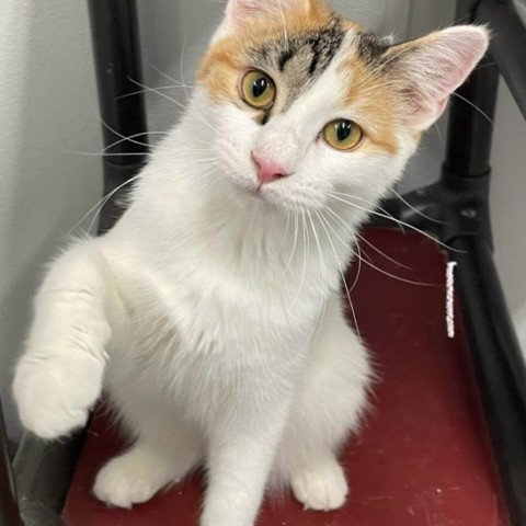 Snickers, an adoptable Domestic Short Hair in Kingman, KS, 67068 | Photo Image 1