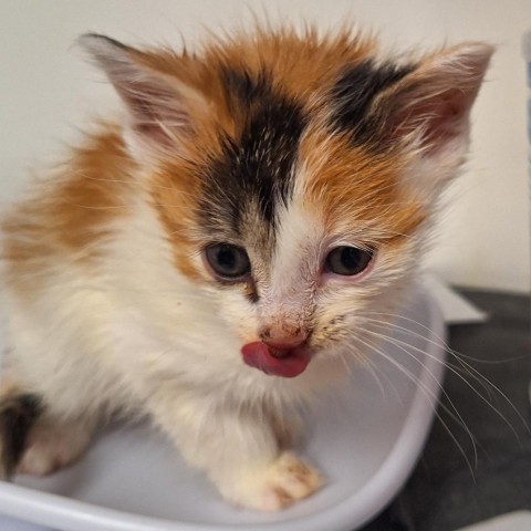 Snickers, an adoptable Domestic Short Hair in Kingman, KS, 67068 | Photo Image 2