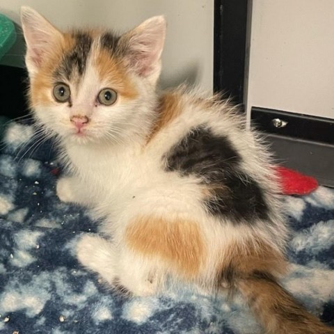 Snickers, an adoptable Domestic Short Hair in Kingman, KS, 67068 | Photo Image 3