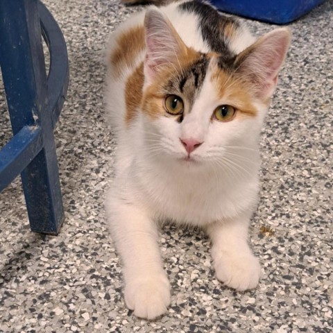 Snickers, an adoptable Domestic Short Hair in Kingman, KS, 67068 | Photo Image 5