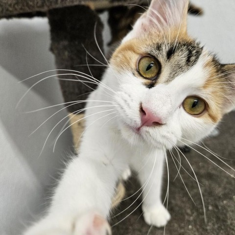 Snickers, an adoptable Domestic Short Hair in Kingman, KS, 67068 | Photo Image 6