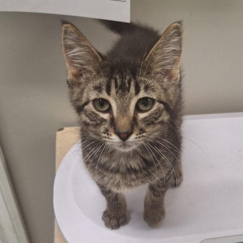 Milo, an adoptable Domestic Short Hair in Kingman, KS, 67068 | Photo Image 1