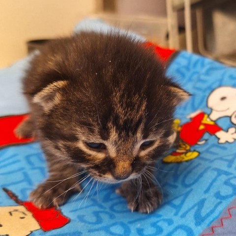 Milo, an adoptable Domestic Short Hair in Kingman, KS, 67068 | Photo Image 2