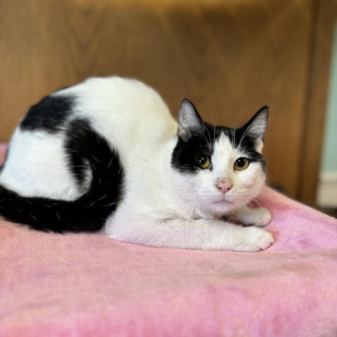 Gianna--In Foster, an adoptable Domestic Short Hair in Fargo, ND, 58102 | Photo Image 1