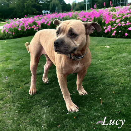 Lucy 1