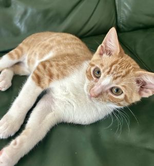 Ryder-Bonded W Stafford Domestic Short Hair Cat