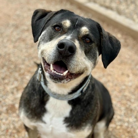 Galaxy, an adoptable Mixed Breed in Cheyenne, WY, 82007 | Photo Image 2