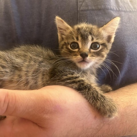 Hyacinth, an adoptable Domestic Short Hair in Wichita, KS, 67278 | Photo Image 3