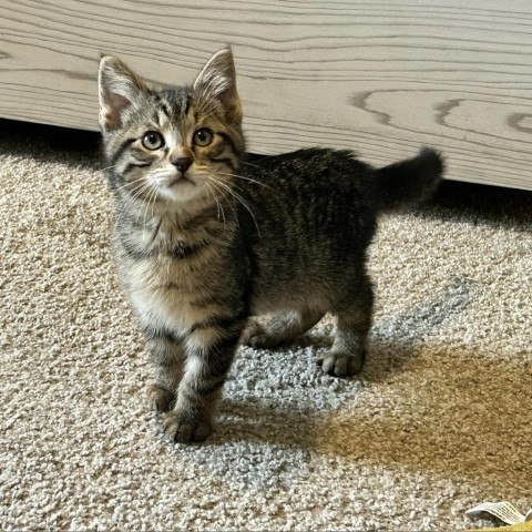 Whistledown, an adoptable Domestic Short Hair in Wichita, KS, 67278 | Photo Image 1