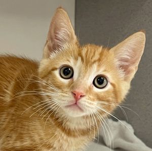 Im Cheddar the cheesiest and most delightful ginger tabby kitten from the Cheese litter Just like