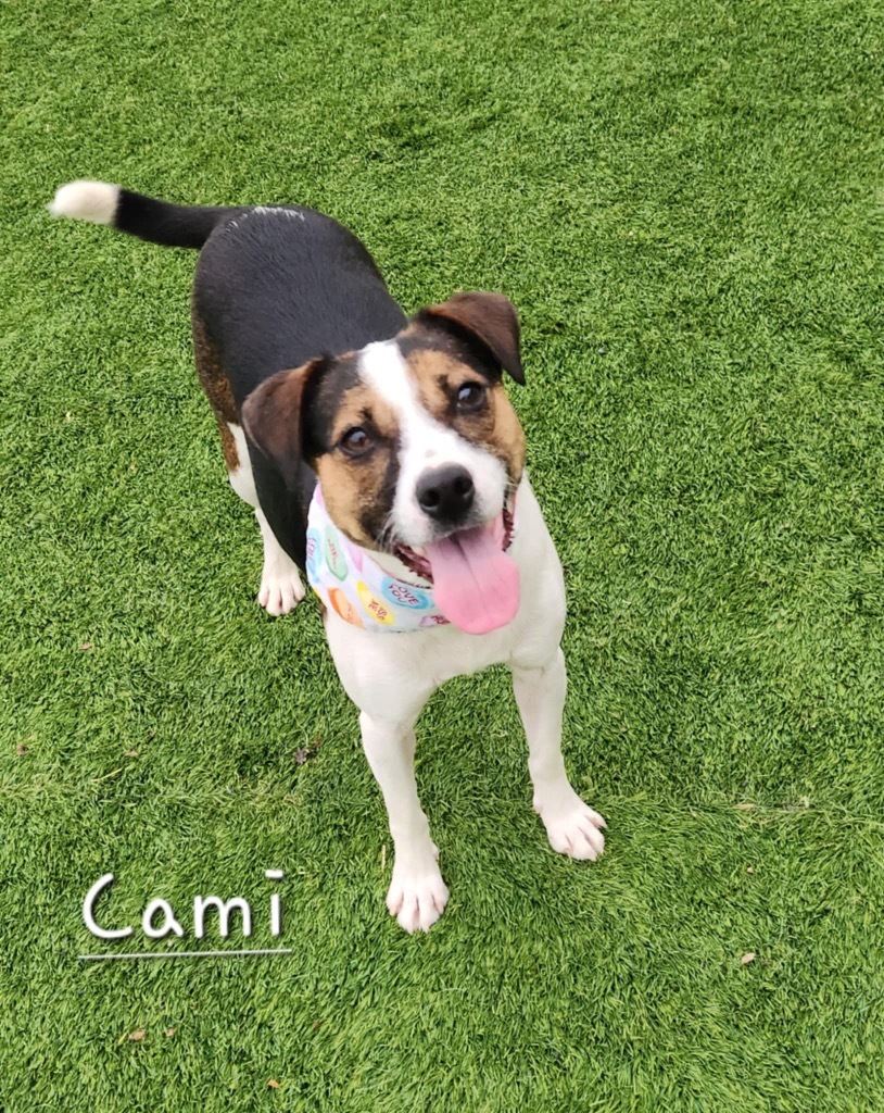 Cami, an adoptable Foxhound, Jack Russell Terrier in Dalton, GA, 30721 | Photo Image 1