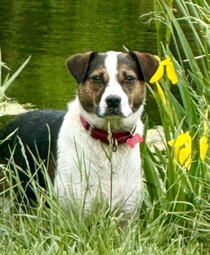 Cami, an adoptable Foxhound, Jack Russell Terrier in Dalton, GA, 30721 | Photo Image 1
