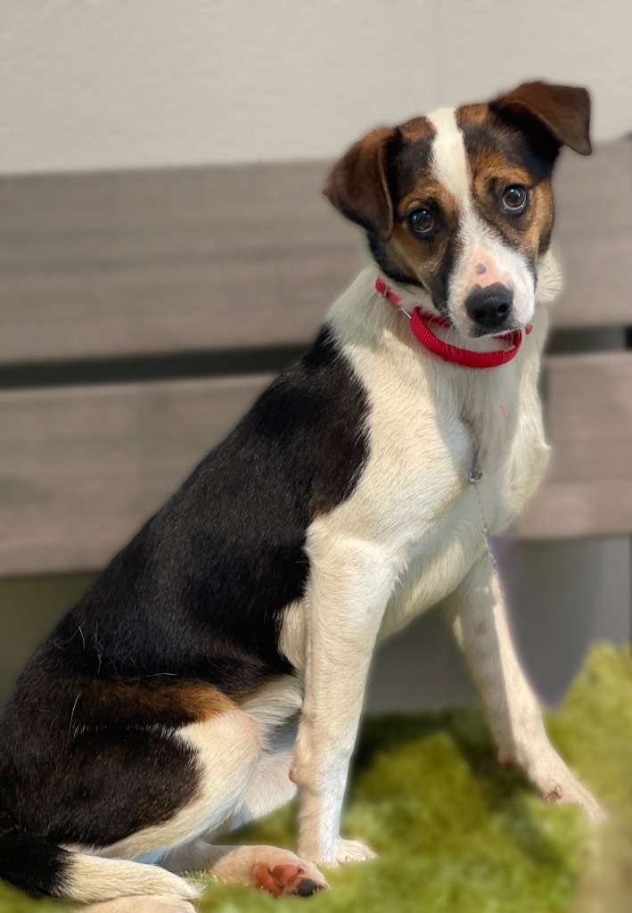 Cami, an adoptable Foxhound, Jack Russell Terrier in Dalton, GA, 30721 | Photo Image 2