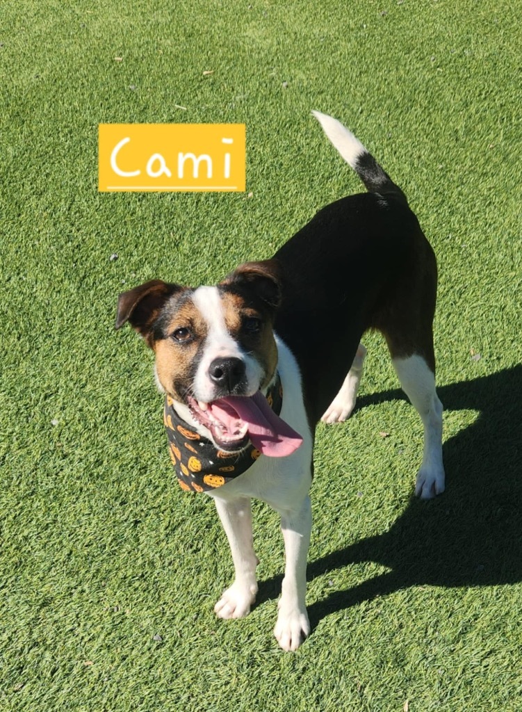 Cami, an adoptable Foxhound, Jack Russell Terrier in Dalton, GA, 30721 | Photo Image 3