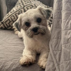 Meet Frederick the sweet one-year-old Shih Tzu mix weighing in at 10 pounds Fredericks journey be