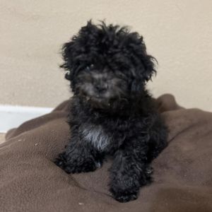 Daxx is 13 week old poodle possibly mixed Daxx has received 23 of his puppy shots and will be neu