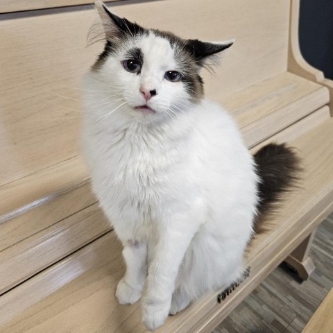 Ocean, an adoptable Domestic Long Hair in Las Vegas, NV, 89146 | Photo Image 1