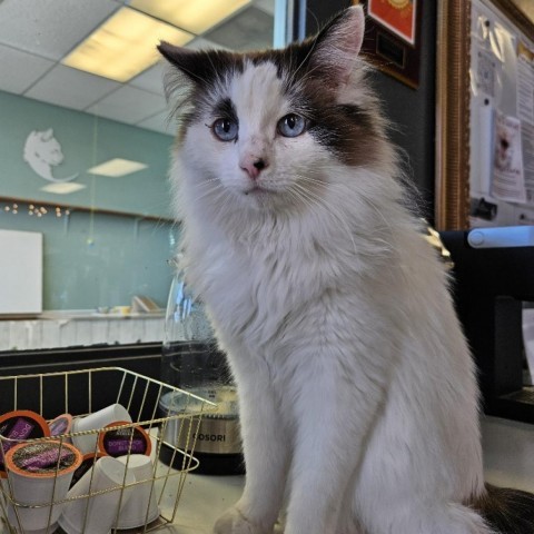 Ocean, an adoptable Domestic Long Hair in Las Vegas, NV, 89146 | Photo Image 4