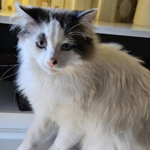 Ocean, an adoptable Domestic Long Hair in Las Vegas, NV, 89146 | Photo Image 6