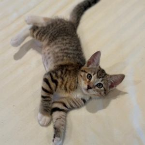 Butterscotch Domestic Short Hair Cat
