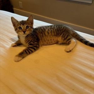 Starburst is a sweet and playful and affection kitten She is part of the Candy Crew litter along