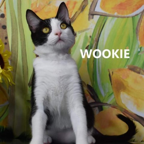 wookie, an adoptable Domestic Short Hair in Yuma, AZ, 85365 | Photo Image 1