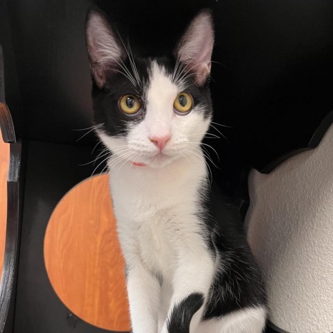 wookie, an adoptable Domestic Short Hair in Yuma, AZ, 85365 | Photo Image 2