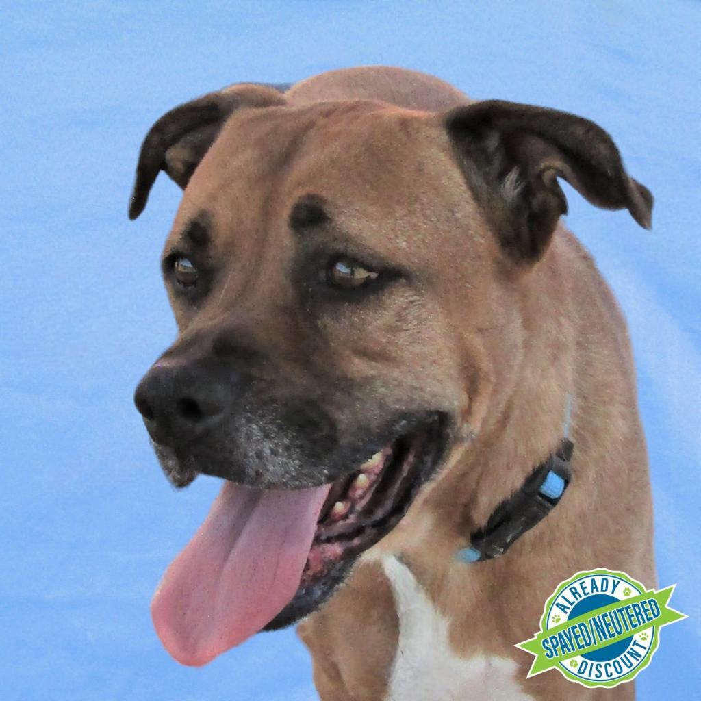 Bailey, an adoptable Mixed Breed in Las Cruces, NM, 88012 | Photo Image 1