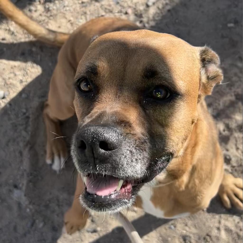 Bailey, an adoptable Mixed Breed in Las Cruces, NM, 88012 | Photo Image 2