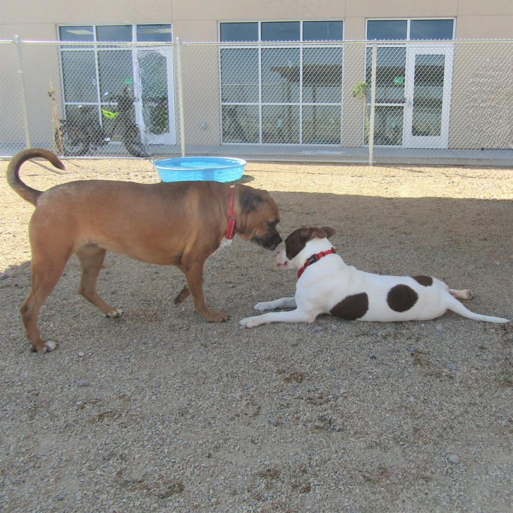 Bailey, an adoptable Mixed Breed in Las Cruces, NM, 88012 | Photo Image 3