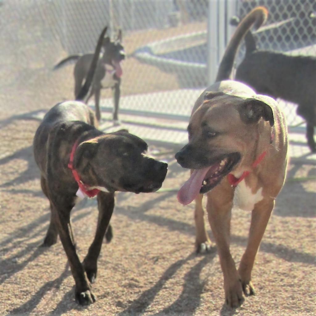 Bailey, an adoptable Mixed Breed in Las Cruces, NM, 88012 | Photo Image 4