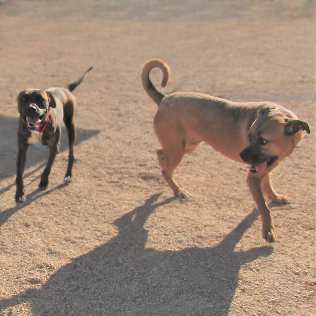 Bailey, an adoptable Mixed Breed in Las Cruces, NM, 88012 | Photo Image 5