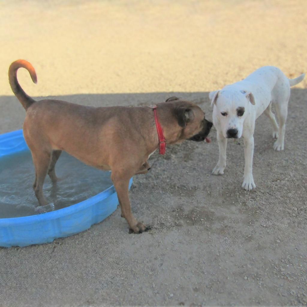 Bailey, an adoptable Mixed Breed in Las Cruces, NM, 88012 | Photo Image 6