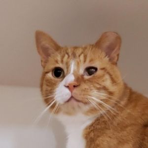 Meet Oscar a very handsome and playful 7-year-old male orange tabby Oscars vibrant personality an