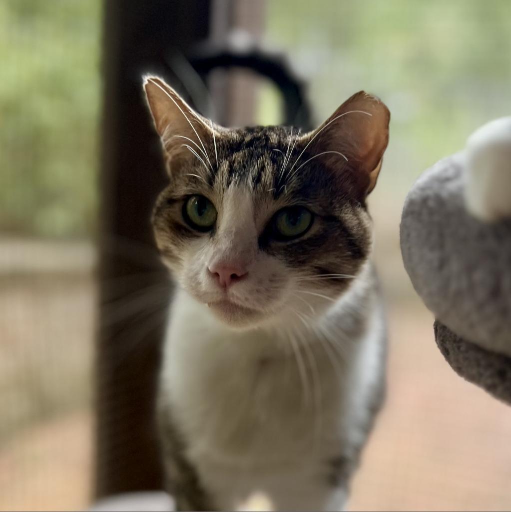 Cecil