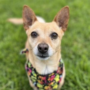 Hi My name is Lulu and Im a 4 year old female Chihuahua who is eager for a new home