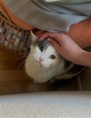 COOKIE, an adoptable Domestic Short Hair in Tacoma, WA, 98464 | Photo Image 1