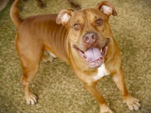 Im Sebastian Im a beefy 80lb boy who adores attention I came to the shelter along with 3 other d